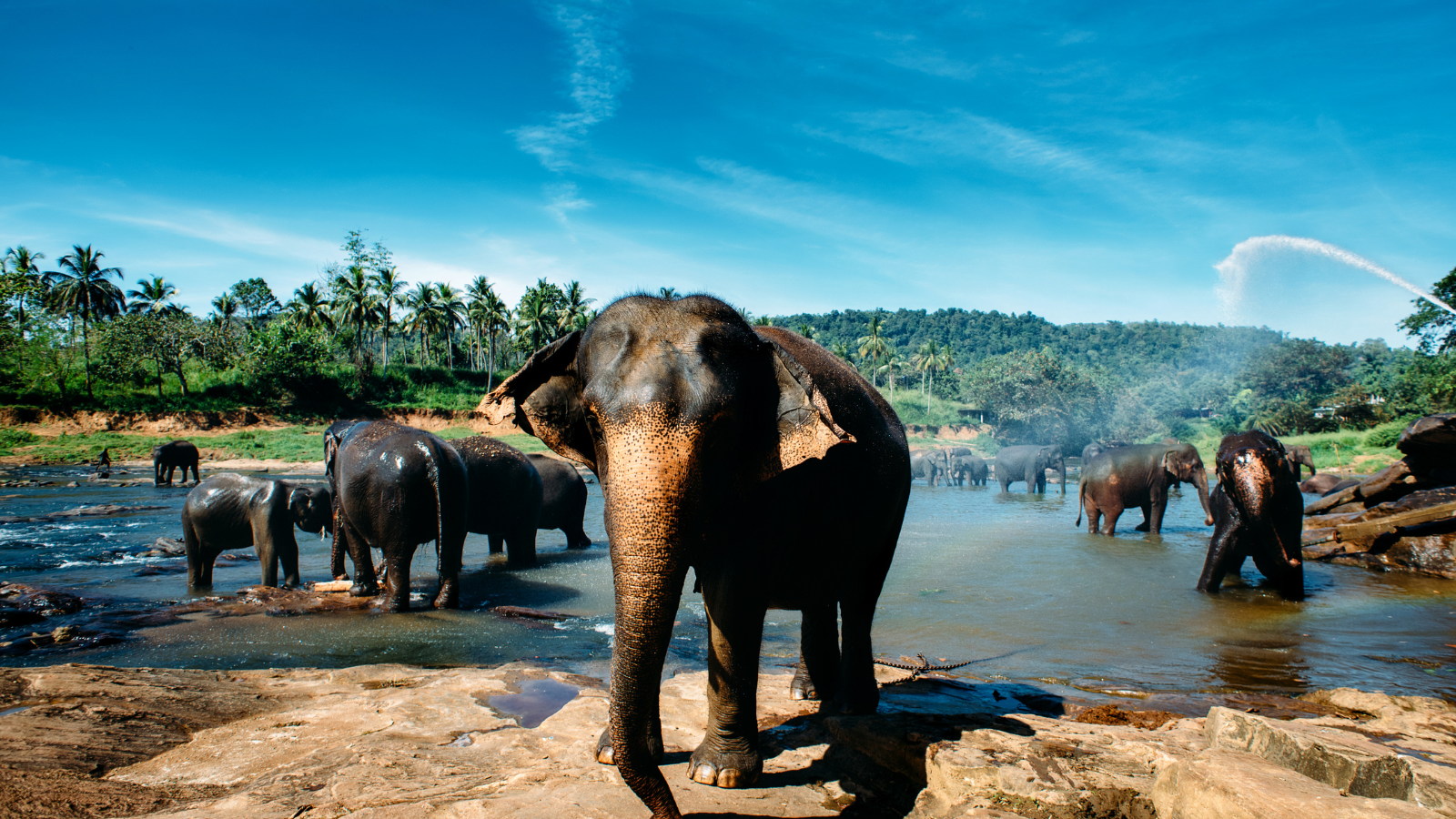 Pinnawala Elephant Orphanage