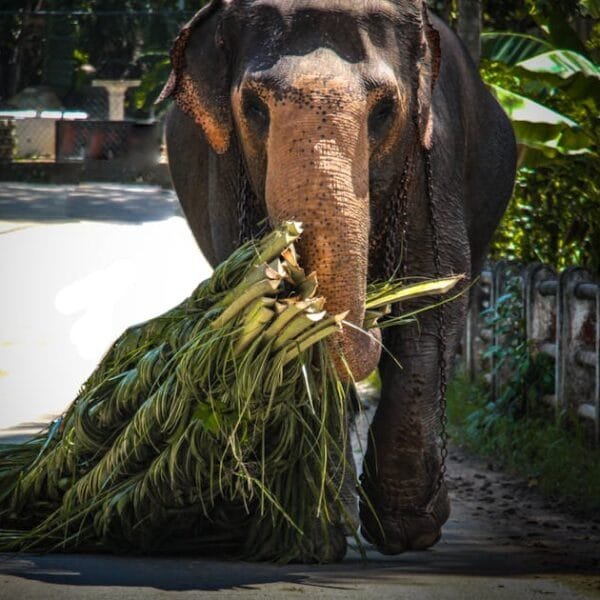 Elephant Carries Grass