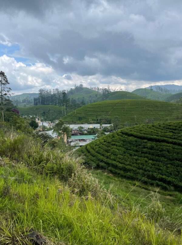 Ceylon 16