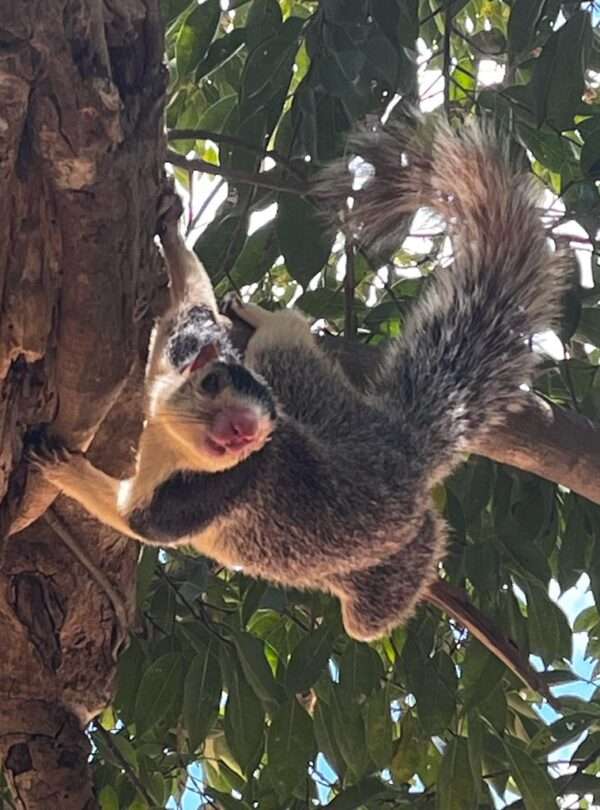 Ceylon J Squarial