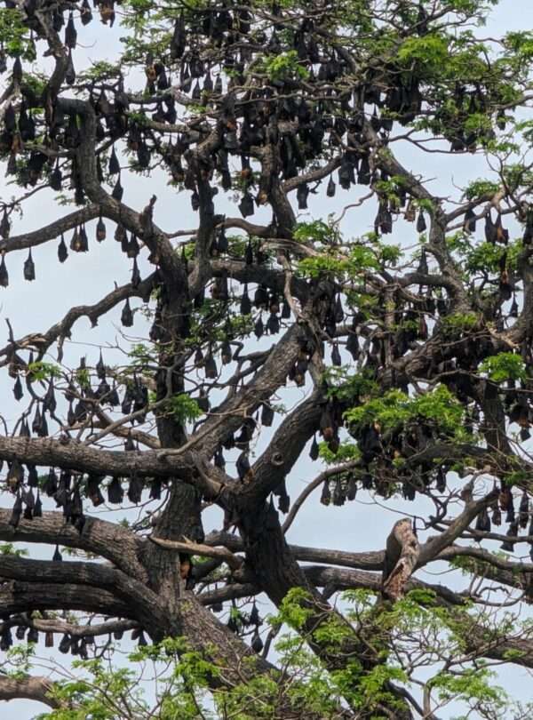 Ceylon bats