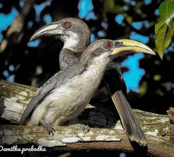Ceylon bird