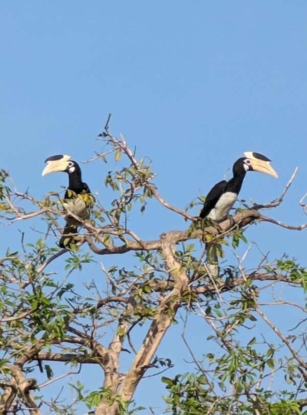Ceylon bird2