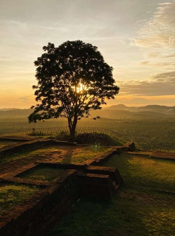 Ceylon paddy